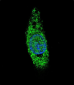 LIN28B Antibody (Center)